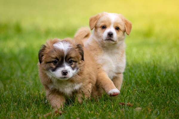 Puppy Care - Family Veterinary Clinic - Crofton & Gambrills MD