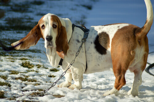 overweight basset hound