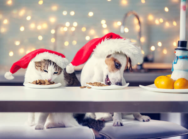 pets in holiday hats