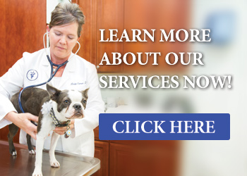 Services - Family Veterinary Clinic - Crofton & Gambrills, MD